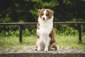 Miniaturní americký ovčák - Aussieland