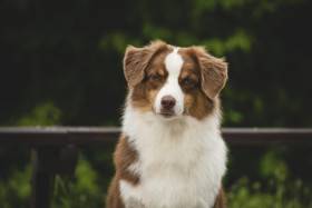 Miniaturní americký ovčák - Aussieland