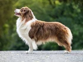 Miniaturní americký ovčák - Aussieland