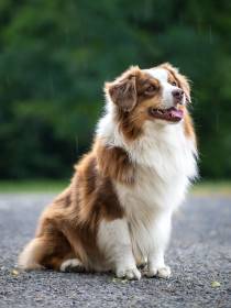 Miniaturní americký ovčák - Aussieland