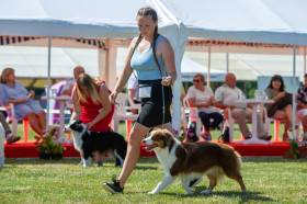 Miniaturní americký ovčák - Aussieland