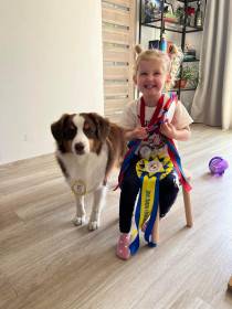 Miniaturní americký ovčák - šampion - Aussieland