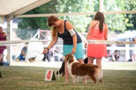 Miniaturní americký ovčák - Aussieland