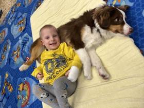 Miniaturní americký ovčák - canisterapie - Aussieland