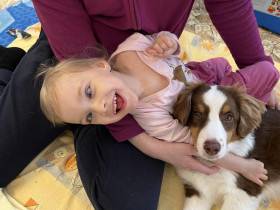 Miniaturní americký ovčák - canisterapie - Aussieland