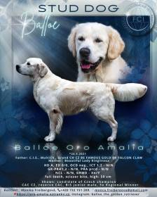 Balloe Oro Amalia (Zlatý retrívr)