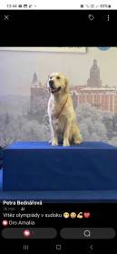 Balloe Oro Amalia (Zlatý retrívr)