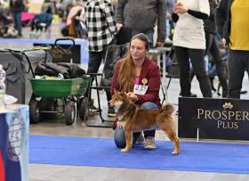 Rokland Laadachi Sato Kimura (Shiba inu)
