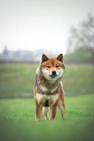 Rokland Laadachi Sato Kimura (Shiba inu)