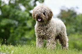 Victor de Azocarrem (Španělský vodní pes)