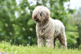 Victor de Azocarrem (Španělský vodní pes)