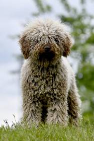 Victor de Azocarrem (Španělský vodní pes)