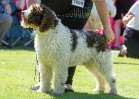 Candau de Guadalteba (Španělský vodní pes)