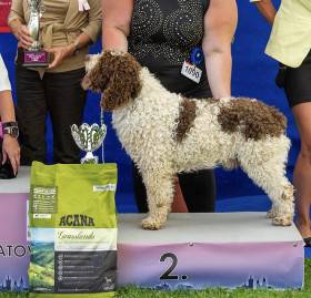 Candau de Guadalteba (Španělský vodní pes)