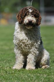 Candau de Guadalteba (Španělský vodní pes)