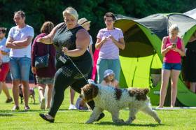 Candau de Guadalteba (Španělský vodní pes)