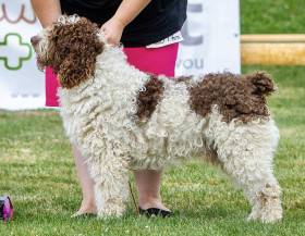 Candau de Guadalteba (Španělský vodní pes)