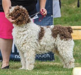 Candau de Guadalteba (Španělský vodní pes)