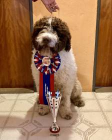 Candau de Guadalteba (Španělský vodní pes)