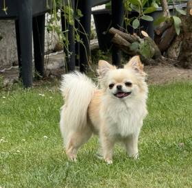 Harry Houdini Somnium Stella (Čivava)