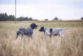 Argo z Dyjského kaňonu (Auvergneský ohař krátkosrstý)