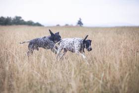 Argo z Dyjského kaňonu (Auvergneský ohař krátkosrstý)