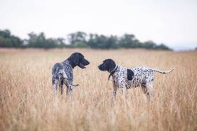 Argo z Dyjského kaňonu (Auvergneský ohař krátkosrstý)