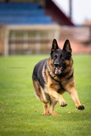 Corran Majorův háj (Německý ovčák)