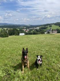 Corran Majorův háj (Německý ovčák)