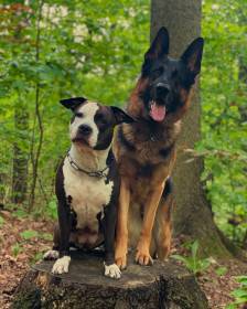 Corran Majorův háj (Německý ovčák)