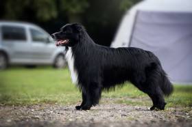 Anubis Cute Furrballs (Australský ovčák)