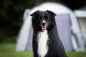 Anubis Cute Furrballs (Australský ovčák)