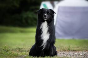 Anubis Cute Furrballs (Australský ovčák)