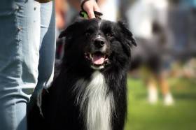 Anubis Cute Furrballs (Australský ovčák)