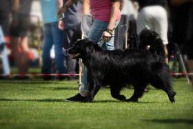 Anubis Cute Furrballs (Australský ovčák)