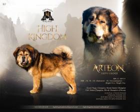 Arteon Ampo Grogs (Tibetská doga)