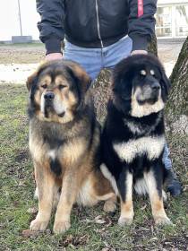 Arteon Ampo Grogs (Tibetská doga)