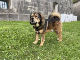 Arteon Ampo Grogs (Tibetská doga)