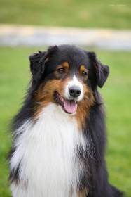 Unique Black Jack (Australský ovčák)