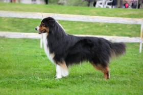 Unique Black Jack (Australský ovčák)