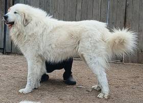 Estat Apaltasunez (Pyrenejský horský pes)