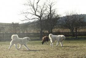 Estat Apaltasunez (Pyrenejský horský pes)