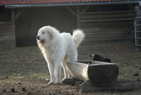 Estat Apaltasunez (Pyrenejský horský pes)