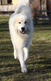 Estat Apaltasunez (Pyrenejský horský pes)