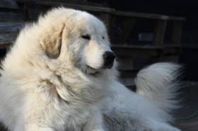 Estat Apaltasunez (Pyrenejský horský pes)