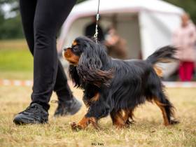 CUBA LIBRE Born for Royals (Kavalír king charles španěl)