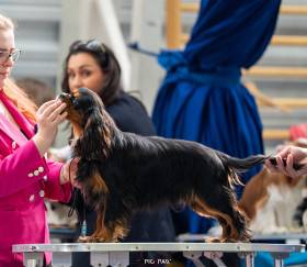 CUBA LIBRE Born for Royals (Kavalír king charles španěl)