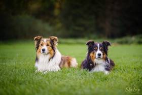 Sunset Sonny Hafkins (Border kolie)