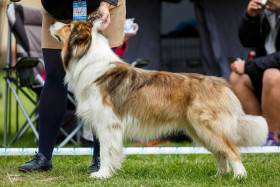 Sunset Sonny Hafkins (Border kolie)