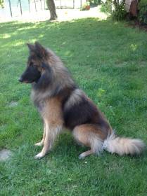 Boot Naiklen (Belgický ovčák Tervueren)